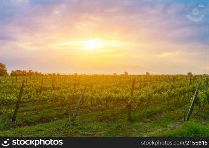 Gorgeous sunset over beautiful green vines in Kakheti region, Georgia. sunset over vines in Kakheti region