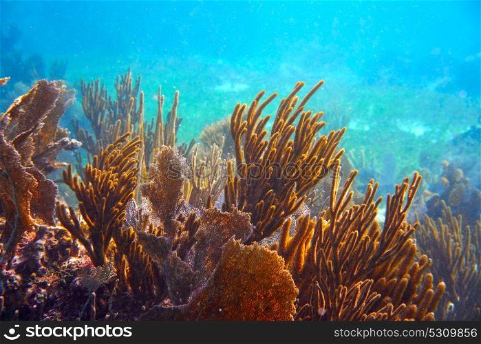 Gorgonian coral Great Mayan Reef in Riviera Maya of Caribbean Mexico