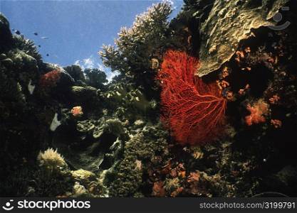 Gorgonian Sea Fan (Subergorgia mollis) underwater, Palau