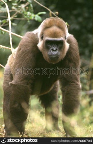 Gorilla