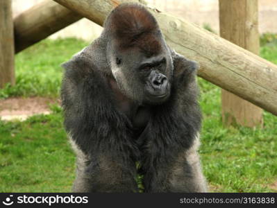 Gorilla