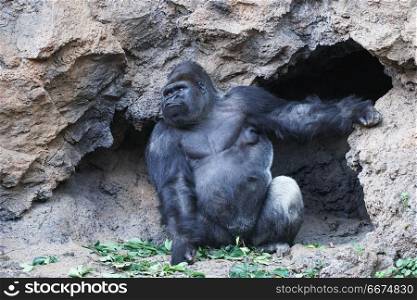gorilla. Big monkey lives in tropical park. gorilla.