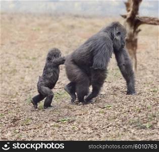 Gorilla Female with Her Baby Walking