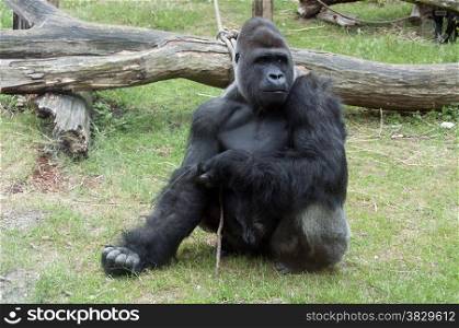 Gorilla male showing power in zoo