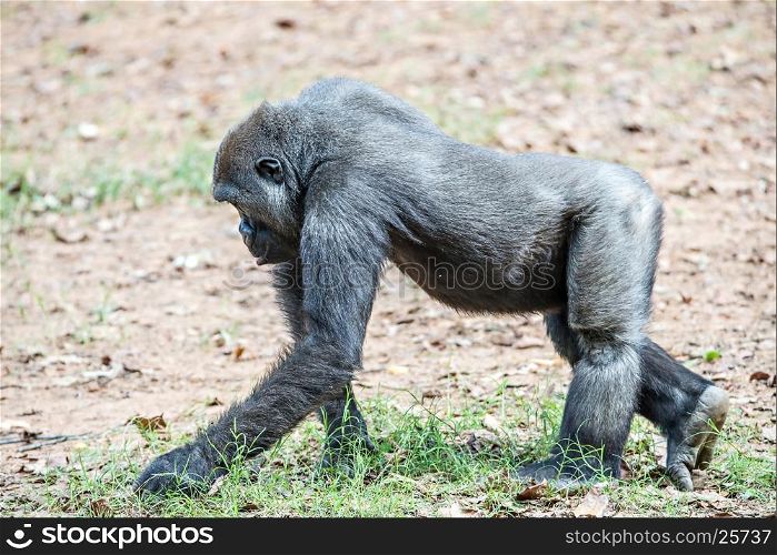 gorilla monkey picking food speck off the ground