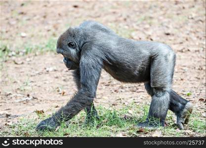 gorilla monkey picking food speck off the ground