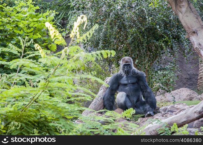 Gorilla quiet amid the rainforest