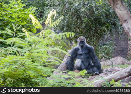 Gorilla quiet amid the rainforest