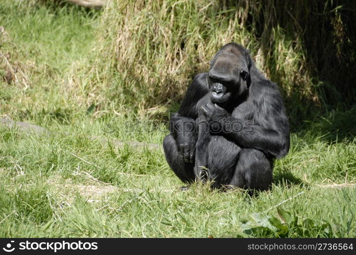 Gorilla, San Francisco Zoo, San Francisco, California