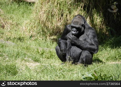 Gorilla, San Francisco Zoo, San Francisco, California