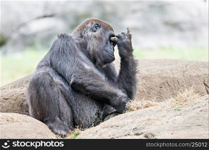 gorilla sitting on a rock thinking