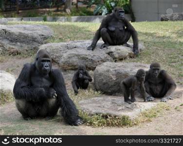 Gorillas in the zoo, big and important.