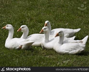 Goslings. goose family in the grass