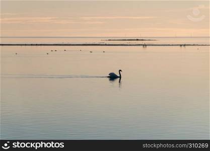 Graceful and beautiful Mute Swan swimming in absolutely calm water in the evening at the swedish island Oland