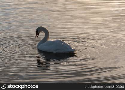 Graceful and beautiful Mute Swan swimming in absolutely calm water in the evening at the swedish island Oland