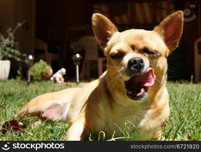 graceful posture of a dog and his tongue