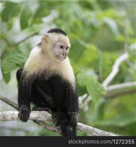 Gracile Capuchin Monkey in a costa Rica tropical forest lying on a tree branch.. Gracile Capuchin Monkey, Wildlife in Central America.