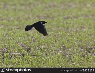 Grackle Blackbird in flight in Saskatchewan Canada