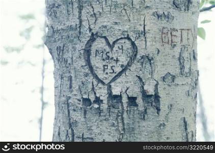 Graffiti Carved Into Tree Trunk