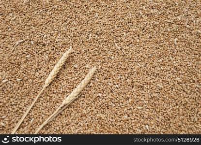 Grain and wheat ears