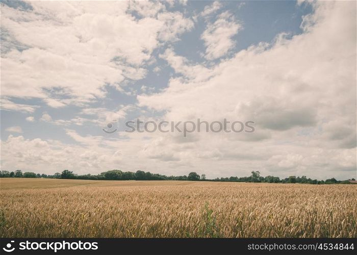 Grain crops on a field in rural landscape