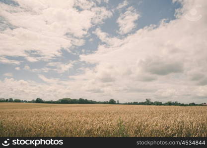 Grain crops on a field in rural landscape