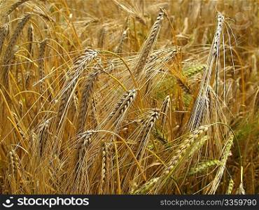Grain-field
