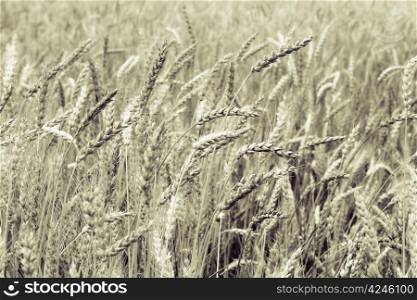 Grain field background