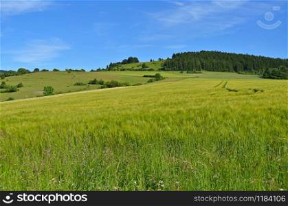 Grain field in the Thuringian Rhoen