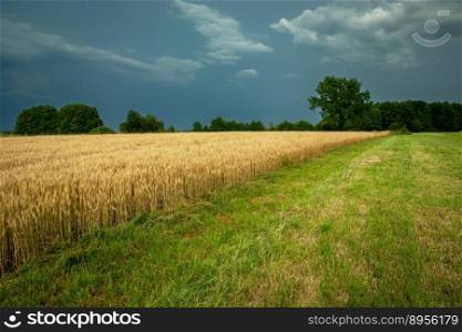 Grain field next to the meadow and cloudy sky, Nowiny, Poland