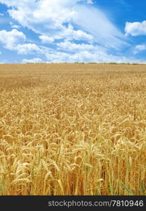 grain field under beautiful sky