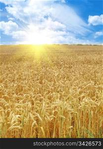 grain field under beautiful sky with sun