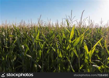 Grain growing on a field, blue sky and sunshine