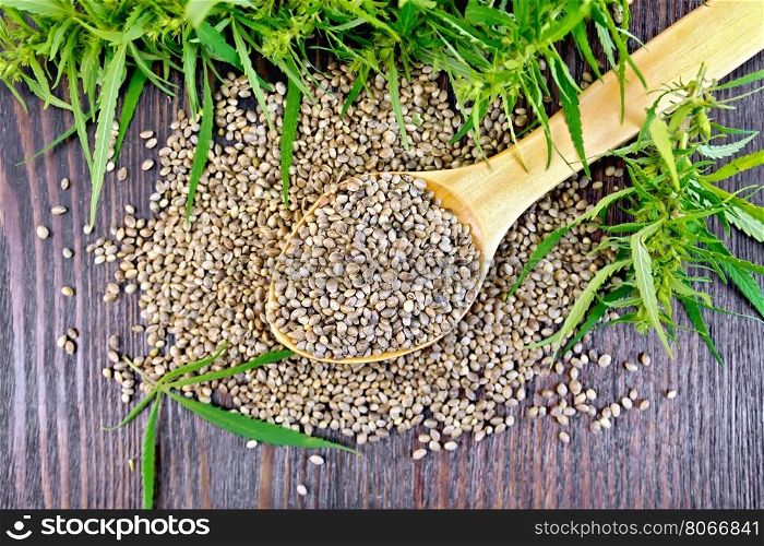 Grain hemp in spoon with cannabis leaves on the background of dark wooden boards on top