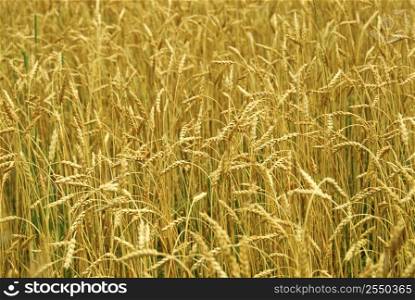 Grain ready for harvest growing in a farm field