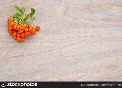 grained wood background with firethorn berries - fall theme