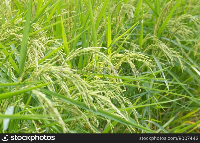Grains of rice in the rice fields. Grain crops out agricultural lands