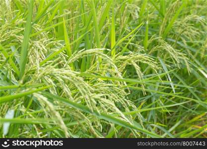 Grains of rice in the rice fields. Grain crops out agricultural lands