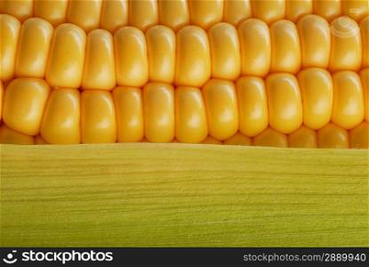 Grains of ripe corn. Macro image.