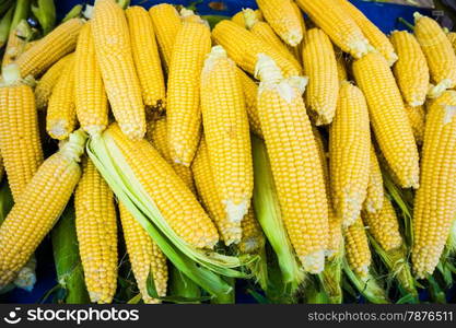 Grains of ripe corn.Raw corn, Fresh corn.