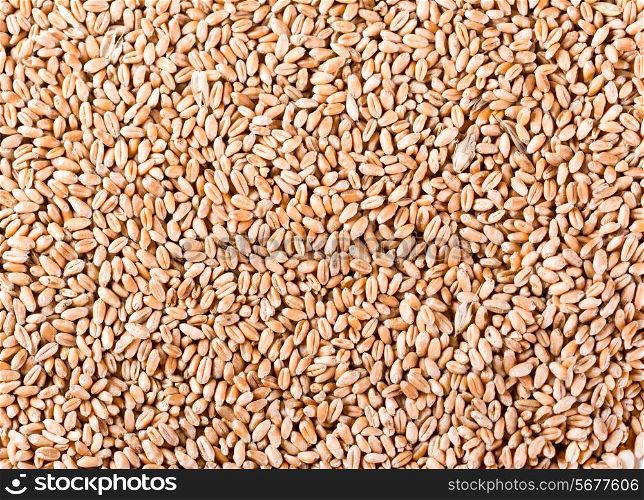grains of wheat as background