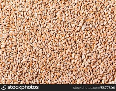 grains of wheat as background