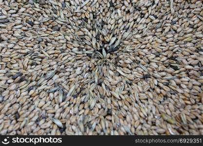 grains of wheat. grains of wheat. Texture from wheat seeds