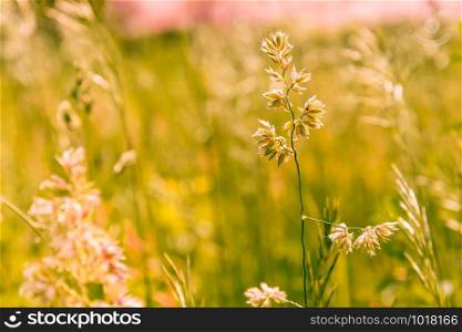 Gramineae herbs moved by the wind in a meadow under the warm spring sun
