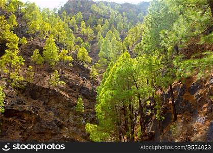 Gran Canaria Canary pine mountains in canaries