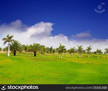 Gran Canaria Meloneras golf green grass and palm trees in Canary Islands