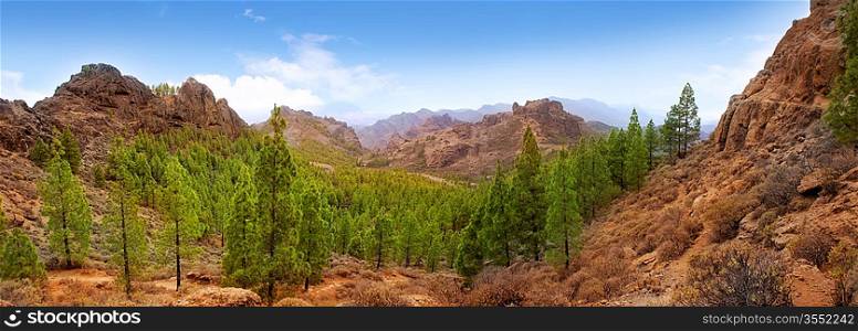 Gran Canaria Tejeda La culata mountains panoramic with pines in canary Islands