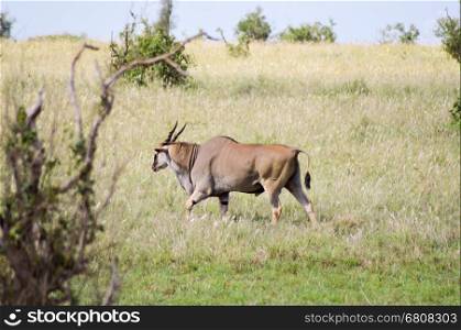 Grand Kudu move to the savana. Grand Kudu move to the savanna of Tsavo West Park in Kenya