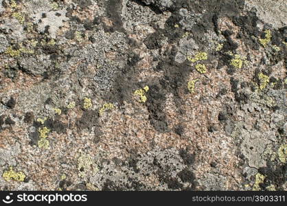 Granite stone mountain rock surface with colorful lichens closeup as background