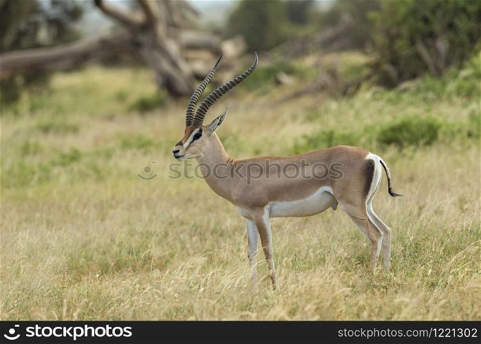 Grant&rsquo;s Gazelle, Nanger granti, syn. Gazella granti, Africa